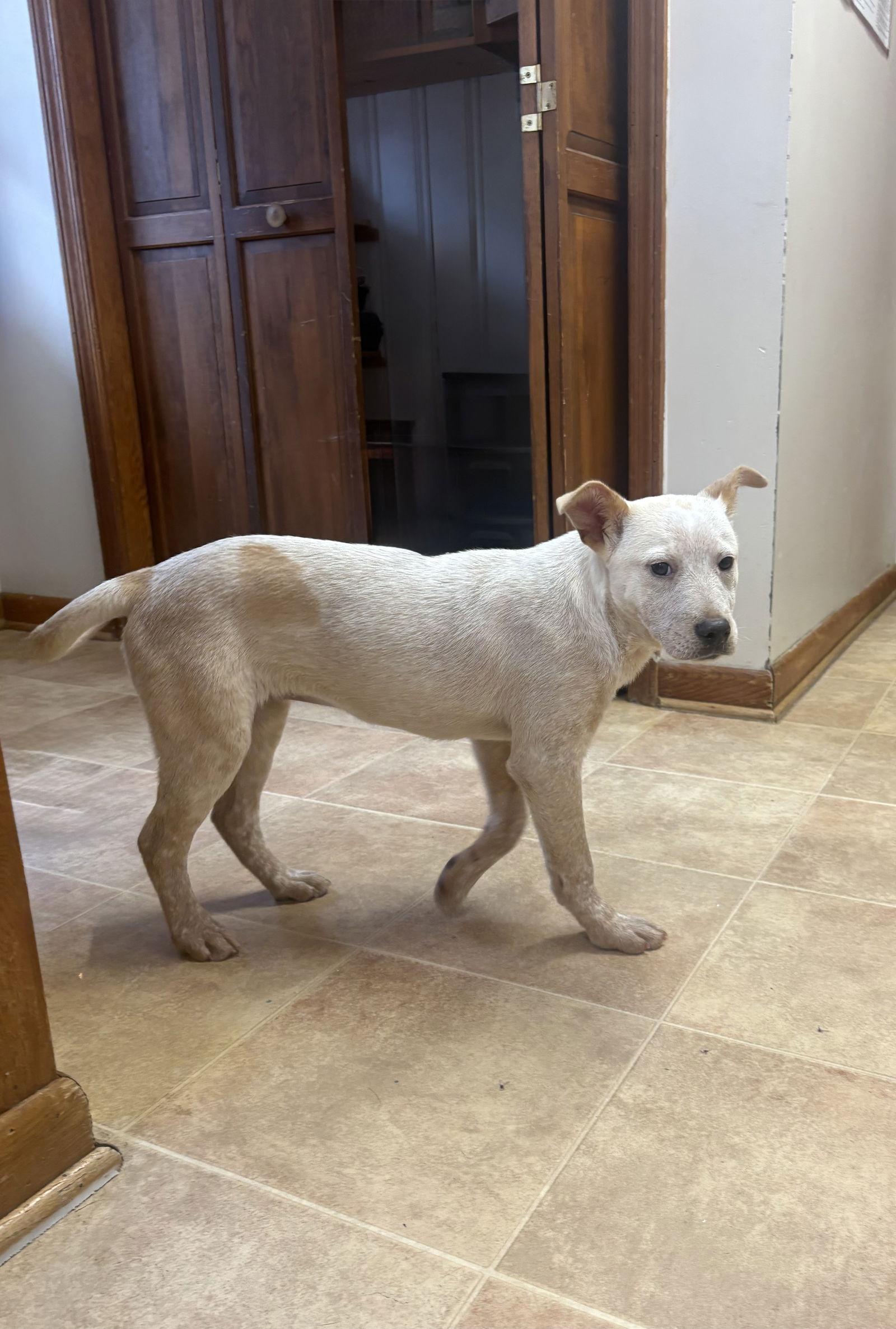 Enlarge Carmen, a Adoptable Cattle Dog in Raleigh, NC image 3/3