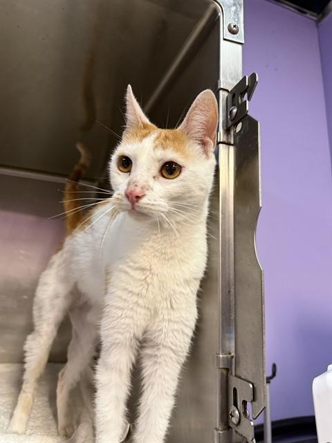 Enlarge CELESTE, a Adoptable Domestic Short Hair in Fort Walton Beach, FL image 1/1