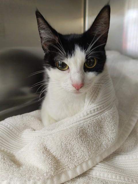 JOSIE, Adoptable, Young Female Domestic Short Hair.