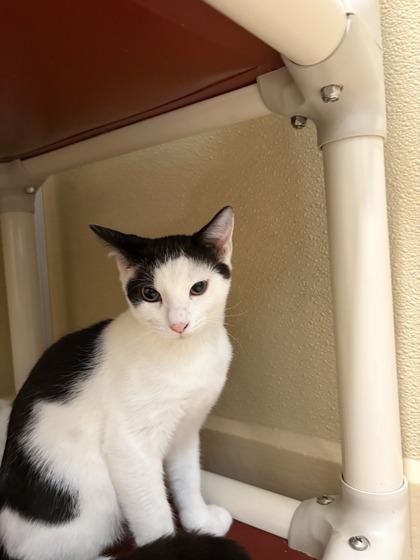 Marco, Adoptable, Kitten Male Domestic Short Hair & Domestic Short Hair.