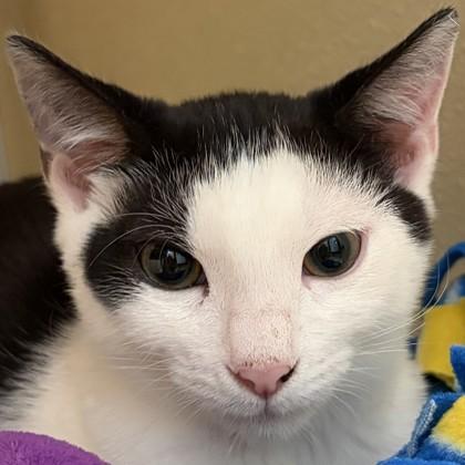 Enlarge Marco, a Adoptable mixed breed in Pleasanton, CA image 3/3