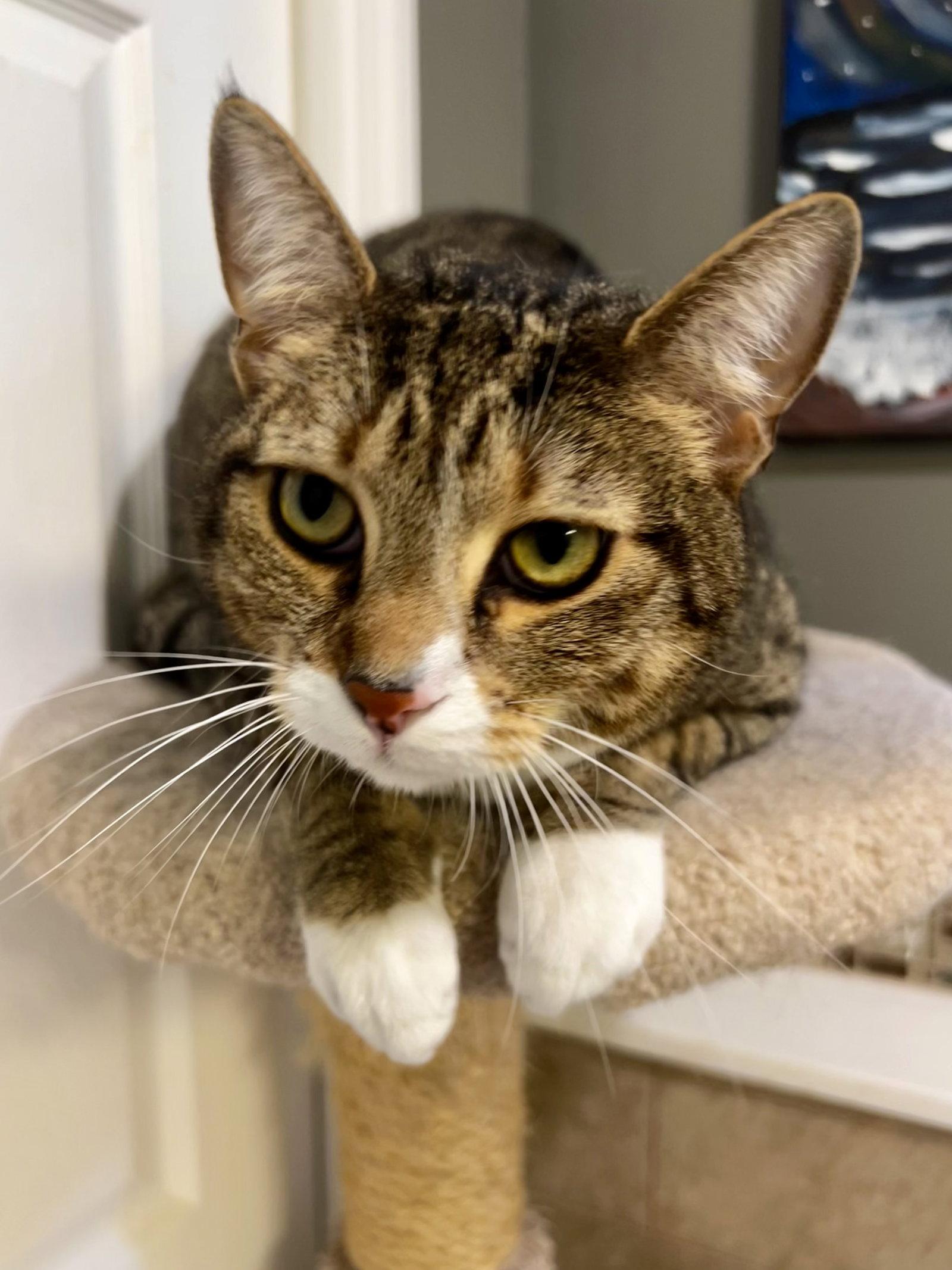 Enlarge Prince, a Adoptable mixed breed in Ringwood, NJ image 1/3