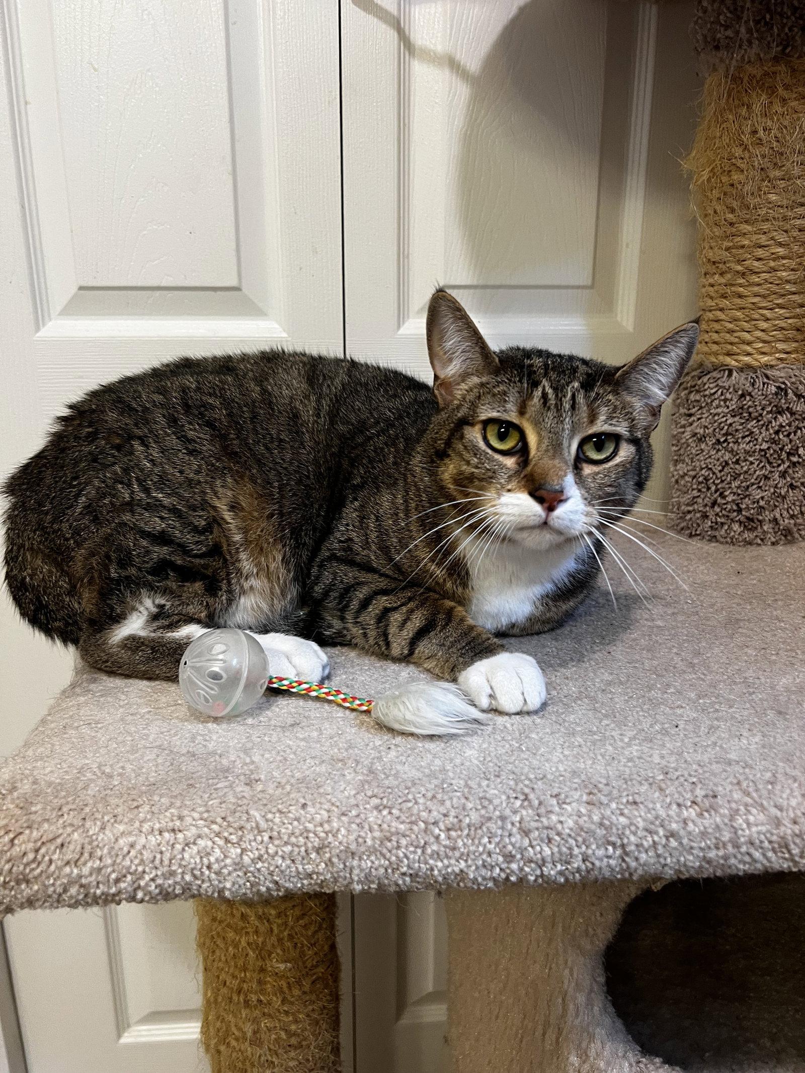 Enlarge Prince, a Adoptable mixed breed in Ringwood, NJ image 2/3