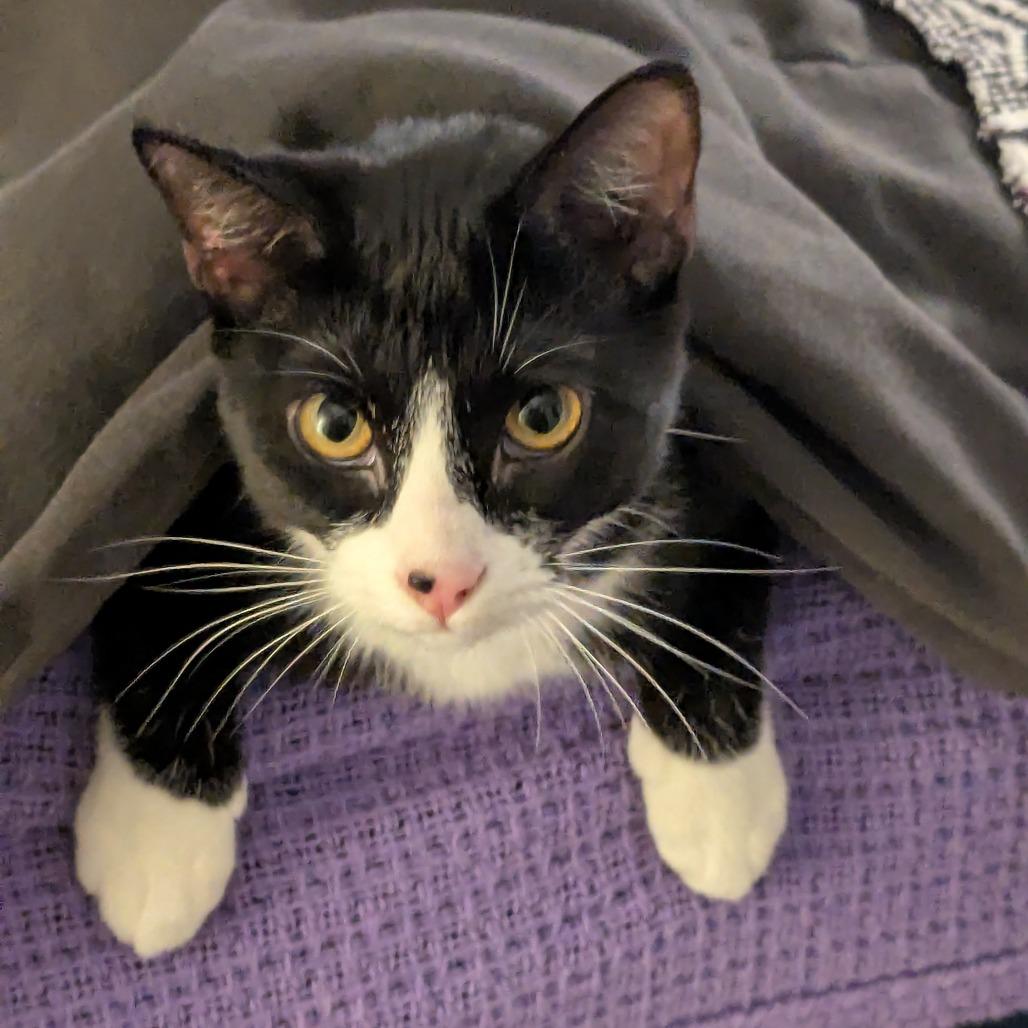 Enlarge Ahava, a Adoptable Domestic Short Hair in Winston Salem, NC image 1/6