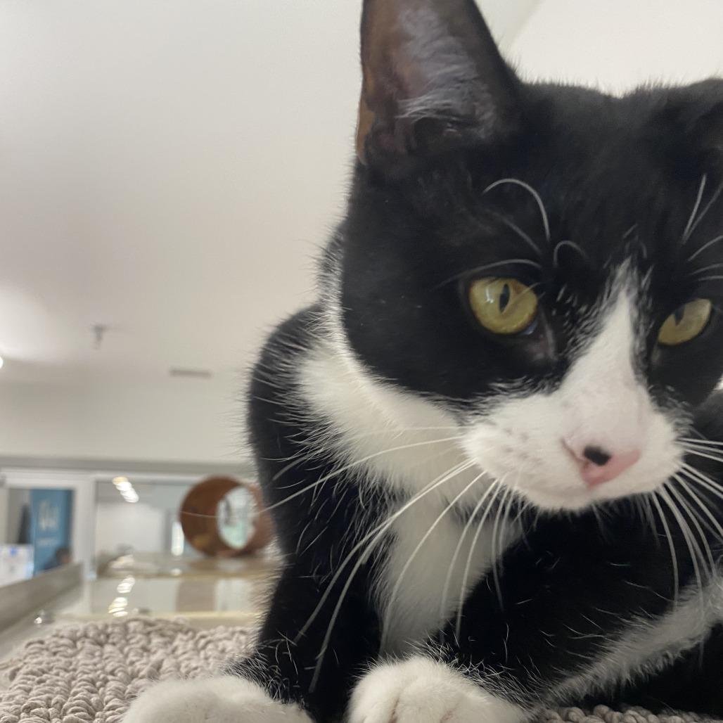 Enlarge Ahava, a Adoptable Domestic Short Hair in Winston Salem, NC image 2/6