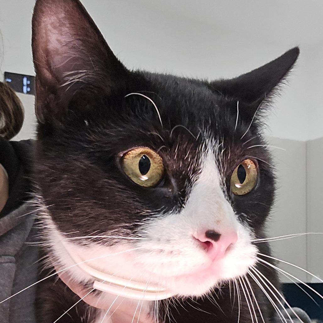 Enlarge Ahava, a Adoptable Domestic Short Hair in Winston Salem, NC image 3/6