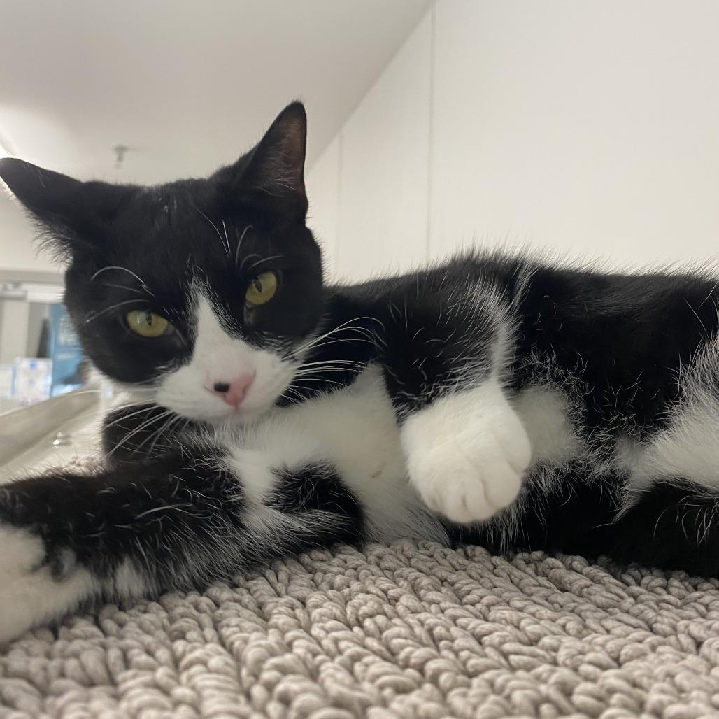 Enlarge Ahava, a Adoptable Domestic Short Hair in Winston Salem, NC image 4/6