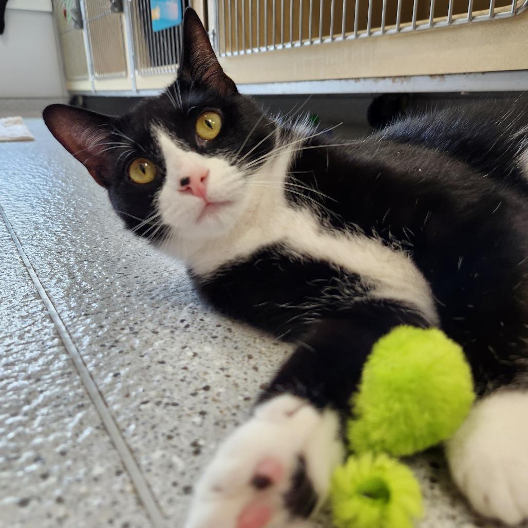 Enlarge Ahava, a Adoptable Domestic Short Hair in Winston Salem, NC image 4/6