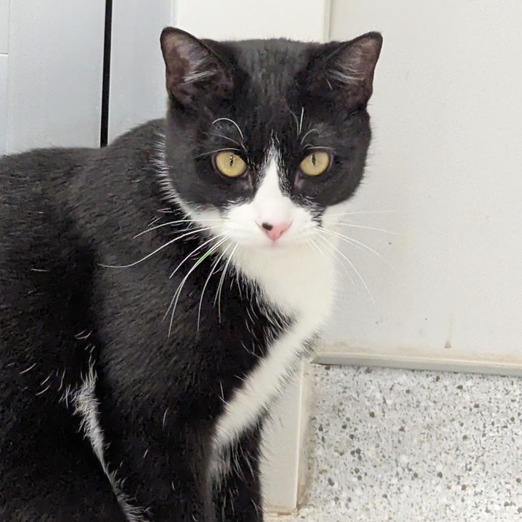 Enlarge Ahava, a Adoptable Domestic Short Hair in Winston Salem, NC image 5/6