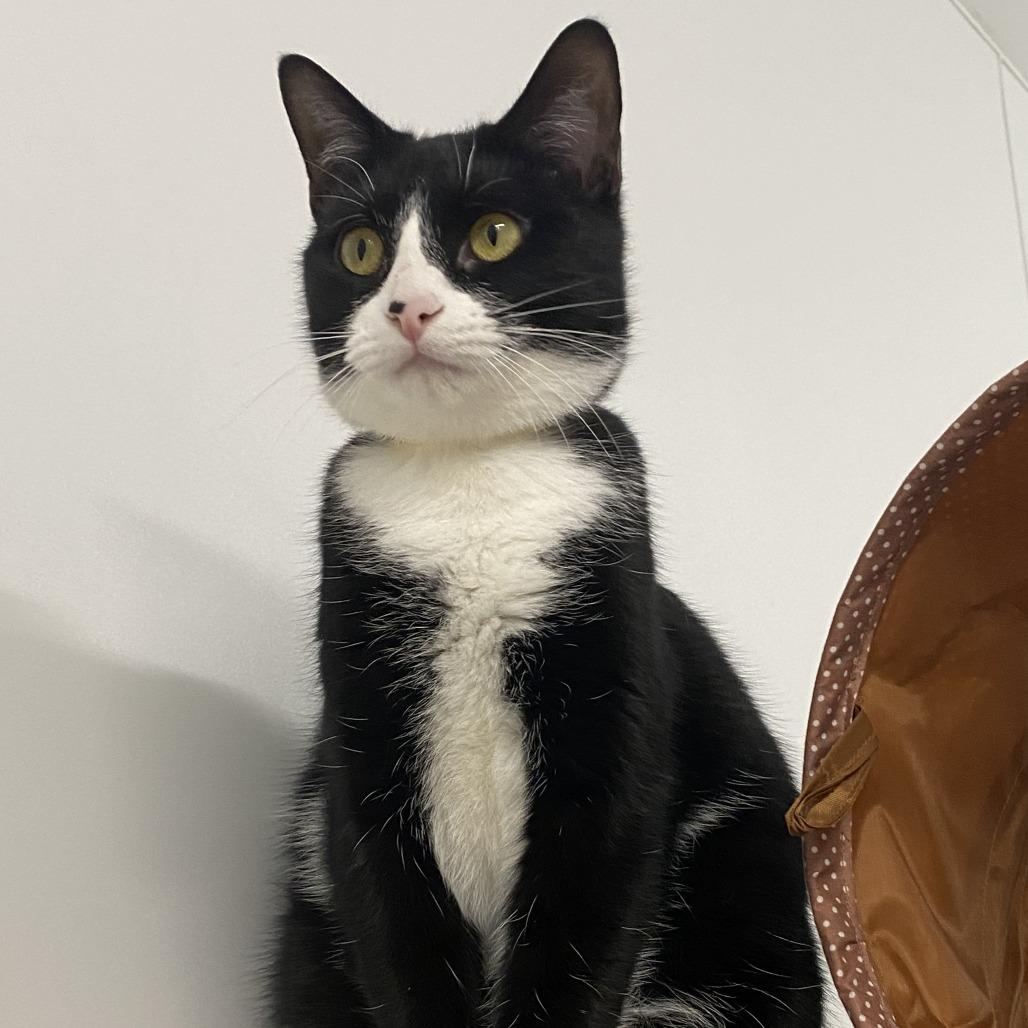 Enlarge Ahava, a Adoptable Domestic Short Hair in Winston Salem, NC image 6/6