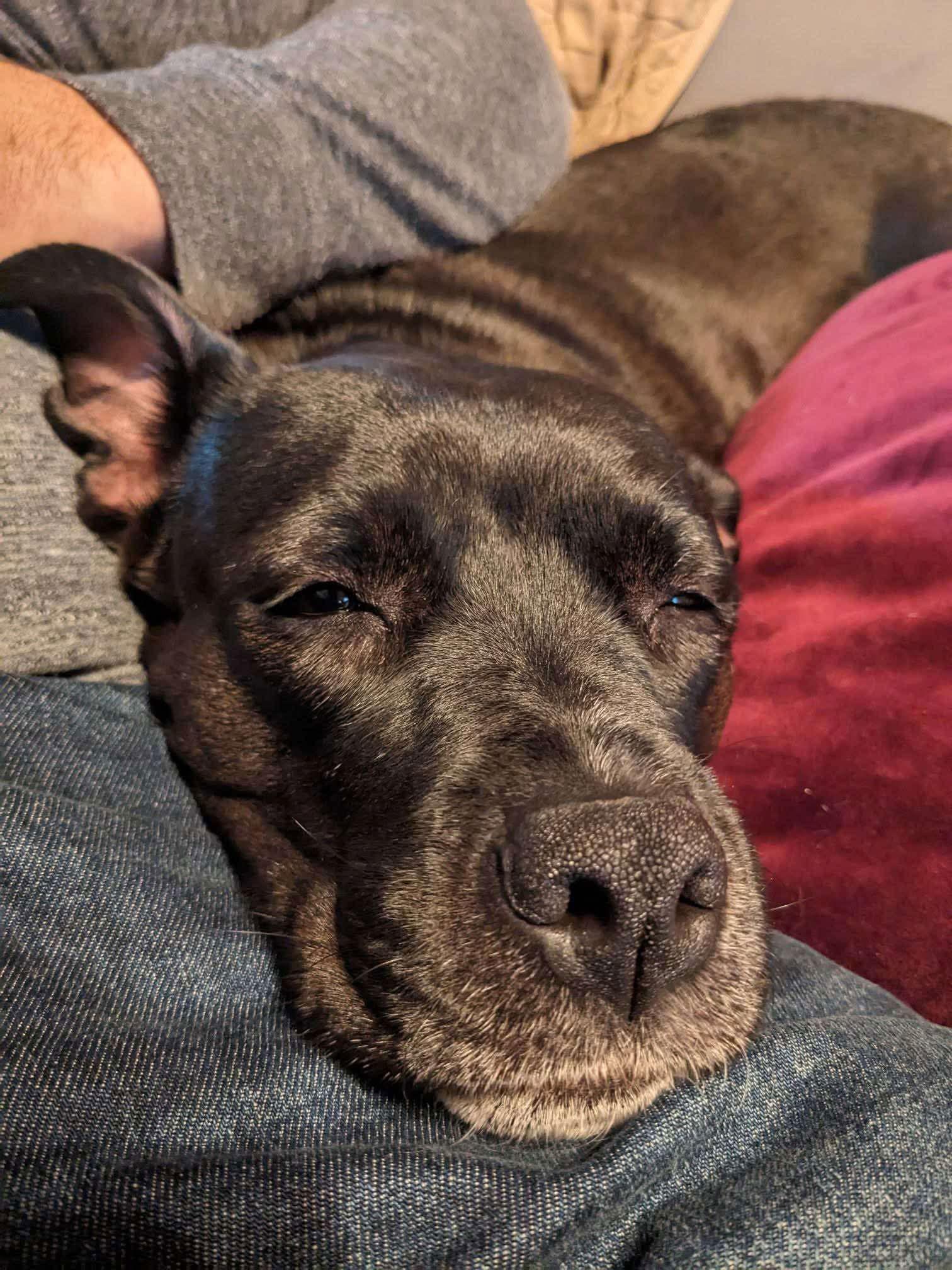 Yoga Bear, a Adoptable Pit Bull Terrier in Germantown, OH image 2/6