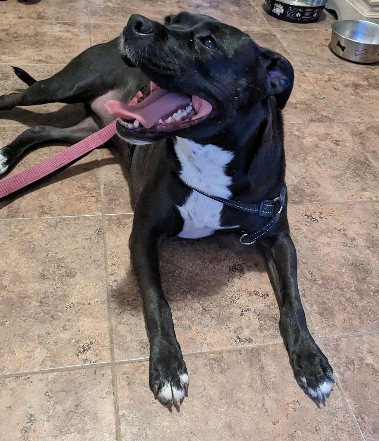 Yoga Bear, a Adoptable Pit Bull Terrier in Germantown, OH image 3/6