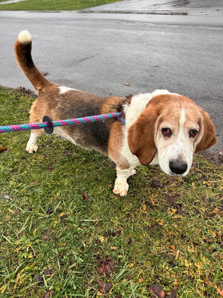 Enlarge Artie, a Adoptable Basset Hound in Liverpool, NY image 1/4