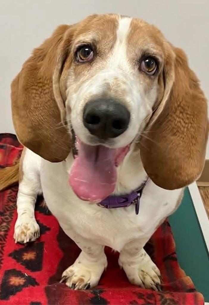 Enlarge Artie, a Adoptable Basset Hound in Liverpool, NY image 1/1