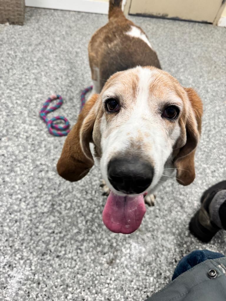 Enlarge Artie, a Adoptable Basset Hound in Liverpool, NY image 4/4