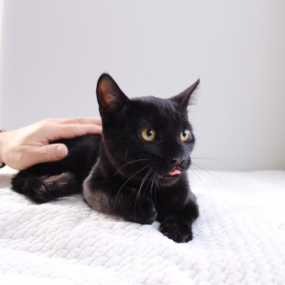 Grimm, a Adoptable Domestic Short Hair in Wayne, NJ image 2/3