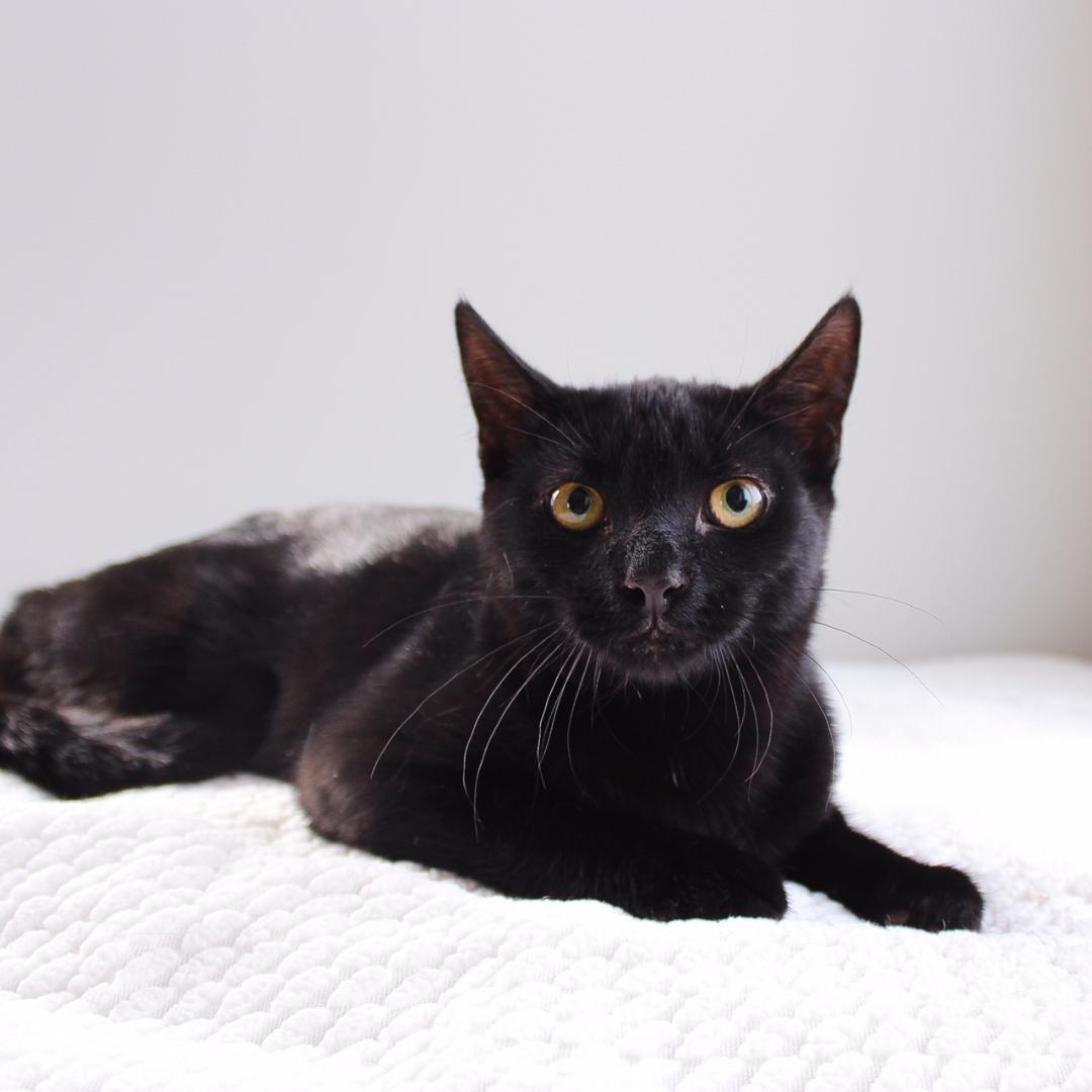 Grimm, Adoptable, Young Male Domestic Short Hair.