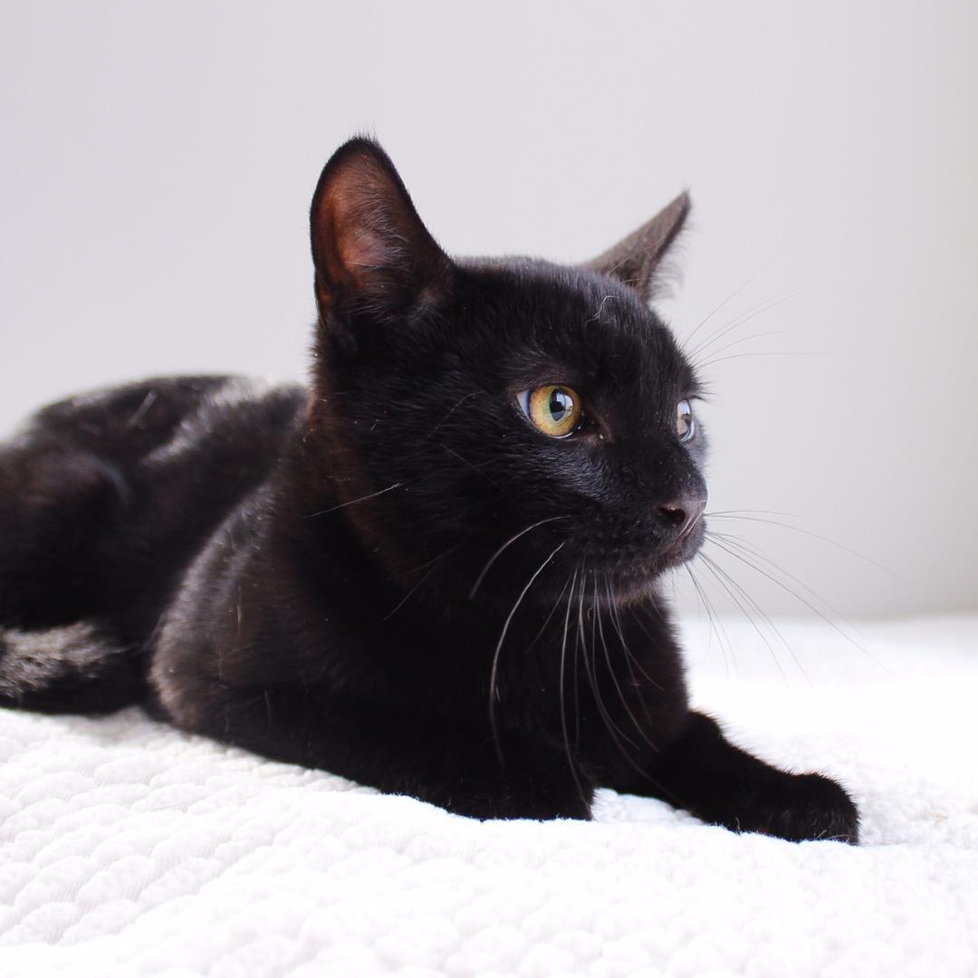 Grimm, a Adoptable Domestic Short Hair in Wayne, NJ image 3/3