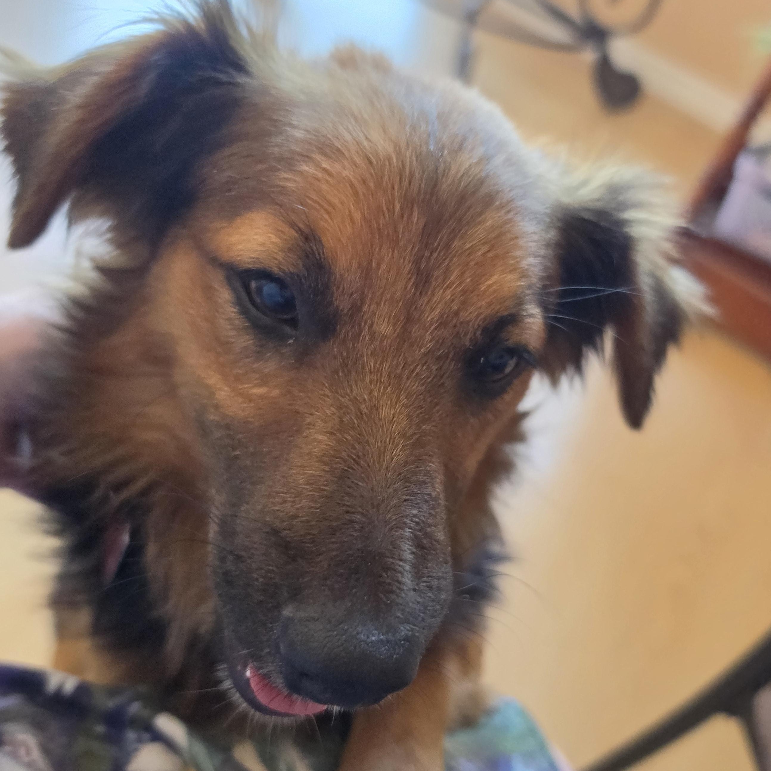 Enlarge Carlos, a Adoptable mixed breed in Toronto, ON image 2/4