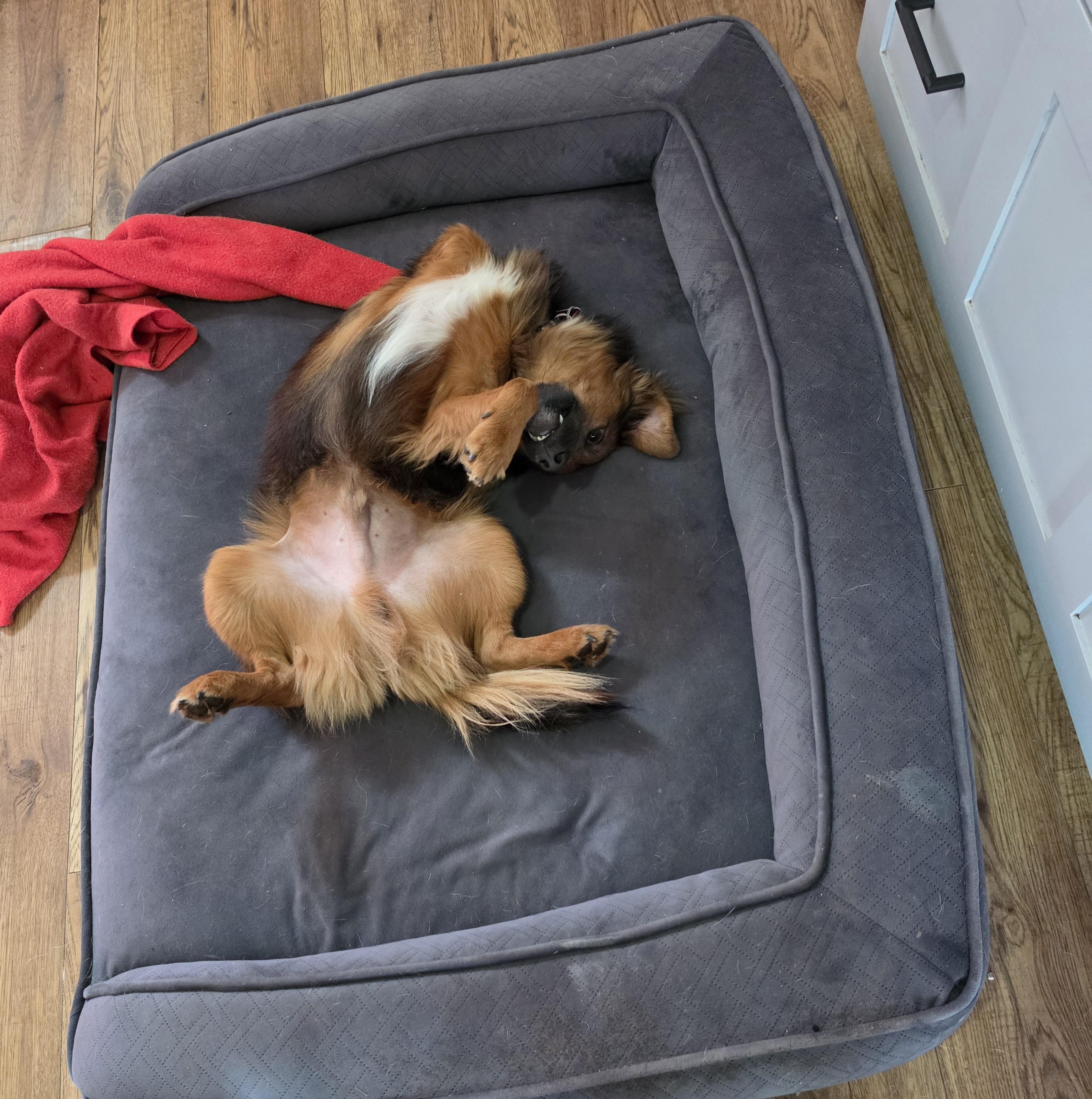 Enlarge Carlos, an adoptable mixed breed in Hamilton, ON image 4/6