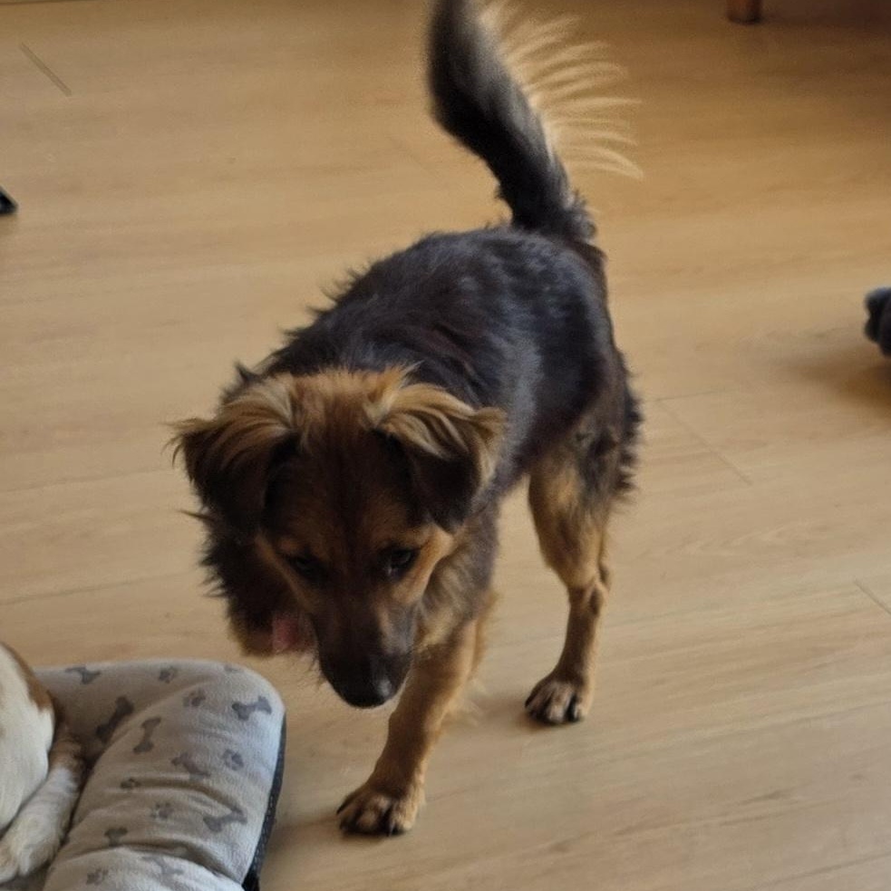 Enlarge Carlos, a Adoptable mixed breed in Toronto, ON image 3/4
