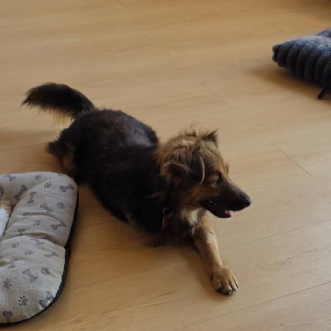 Carlos, Adoptable, Young Male Terrier.