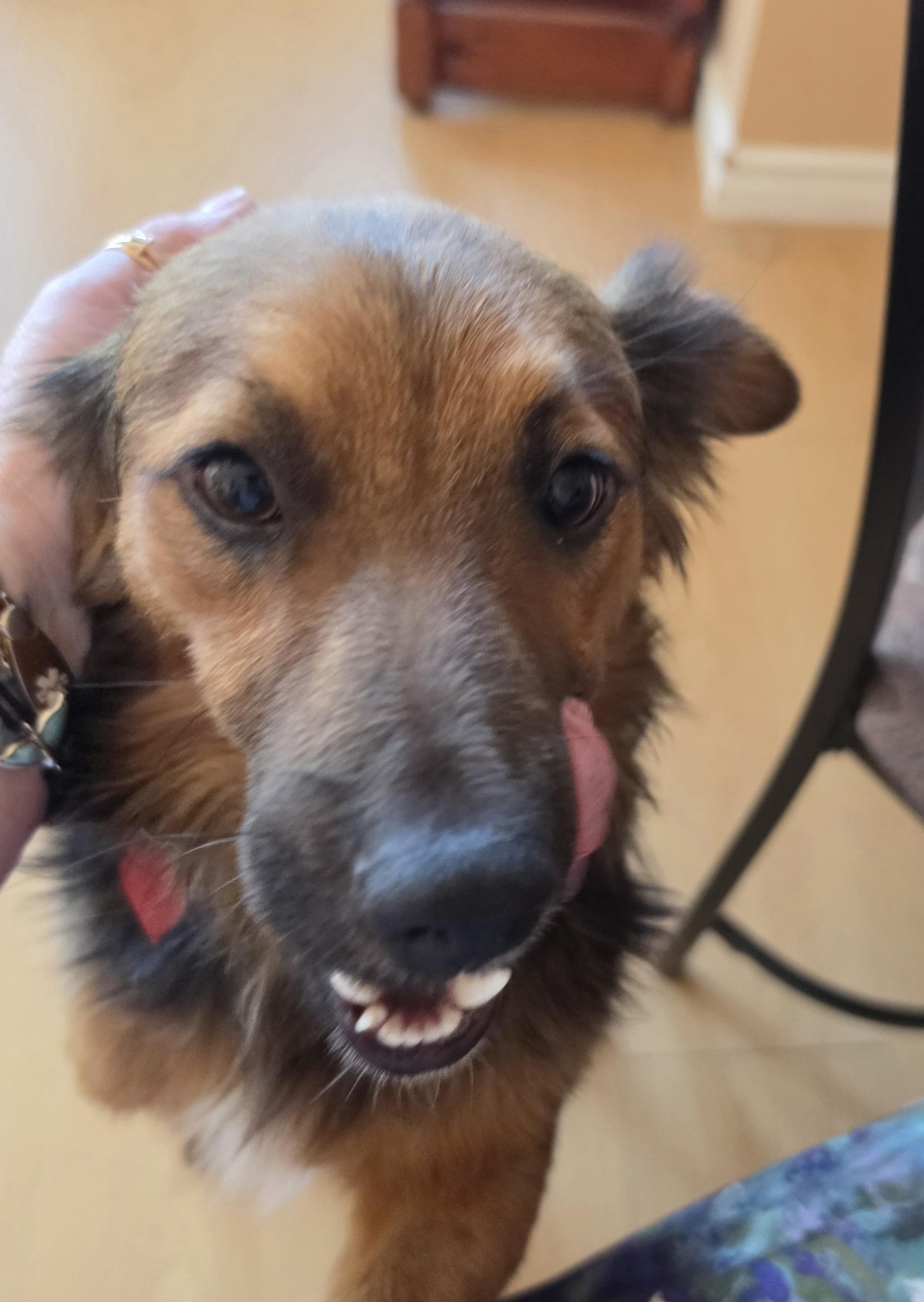 Enlarge Carlos, a Adoptable mixed breed in Toronto, ON image 4/4