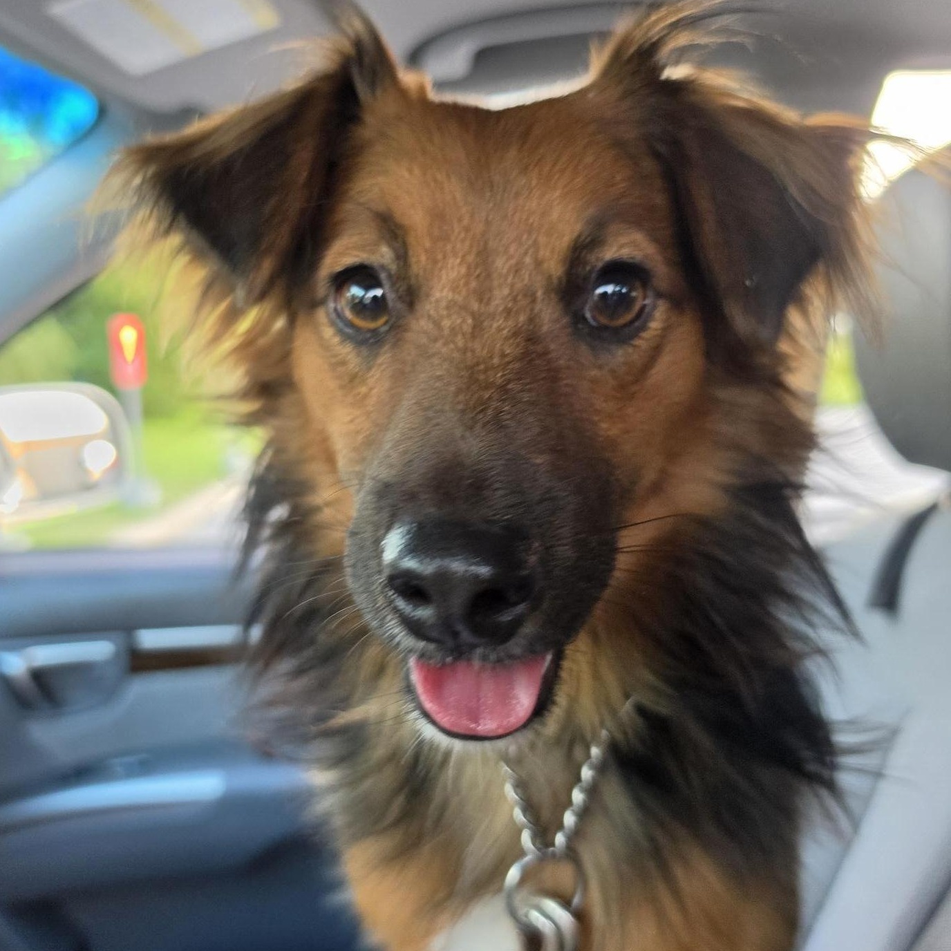 Enlarge Carlos, an adoptable mixed breed in Hamilton, ON image 1/6