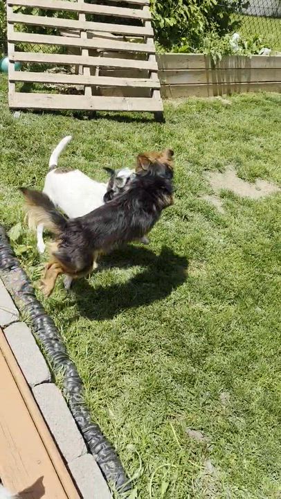 Enlarge Carlos, an adoptable mixed breed in Hamilton, ON video 5/6