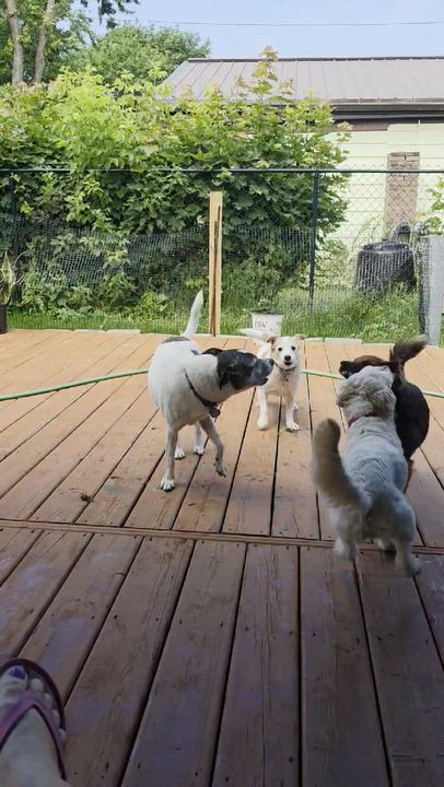 Enlarge Carlos, an adoptable mixed breed in Hamilton, ON video 6/6