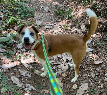 Enlarge Saint, a Adoptable mixed breed in Spartanburg, SC image 1/3