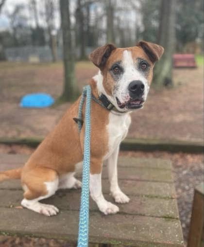 Enlarge Saint, a Adoptable mixed breed in Spartanburg, SC image 2/3