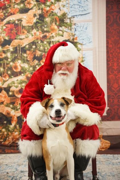 Enlarge Saint, a Adoptable mixed breed in Spartanburg, SC image 2/3