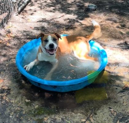 Enlarge Saint, a Adoptable mixed breed in Spartanburg, SC image 3/3