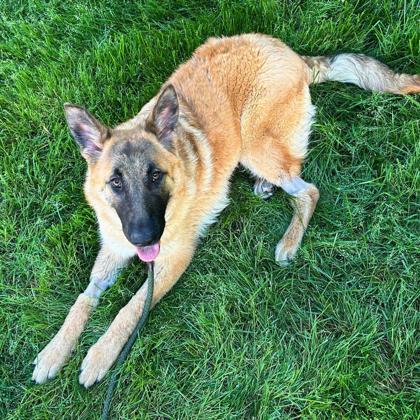 Gigi, Adoptable, Adult Female German Shepherd Dog & Mixed Breed.