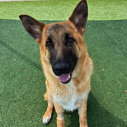 Enlarge Gigi, a Adoptable mixed breed in Gastonia, NC image 2/3