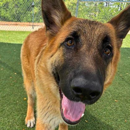 Enlarge Gigi, a Adoptable mixed breed in Gastonia, NC image 3/3