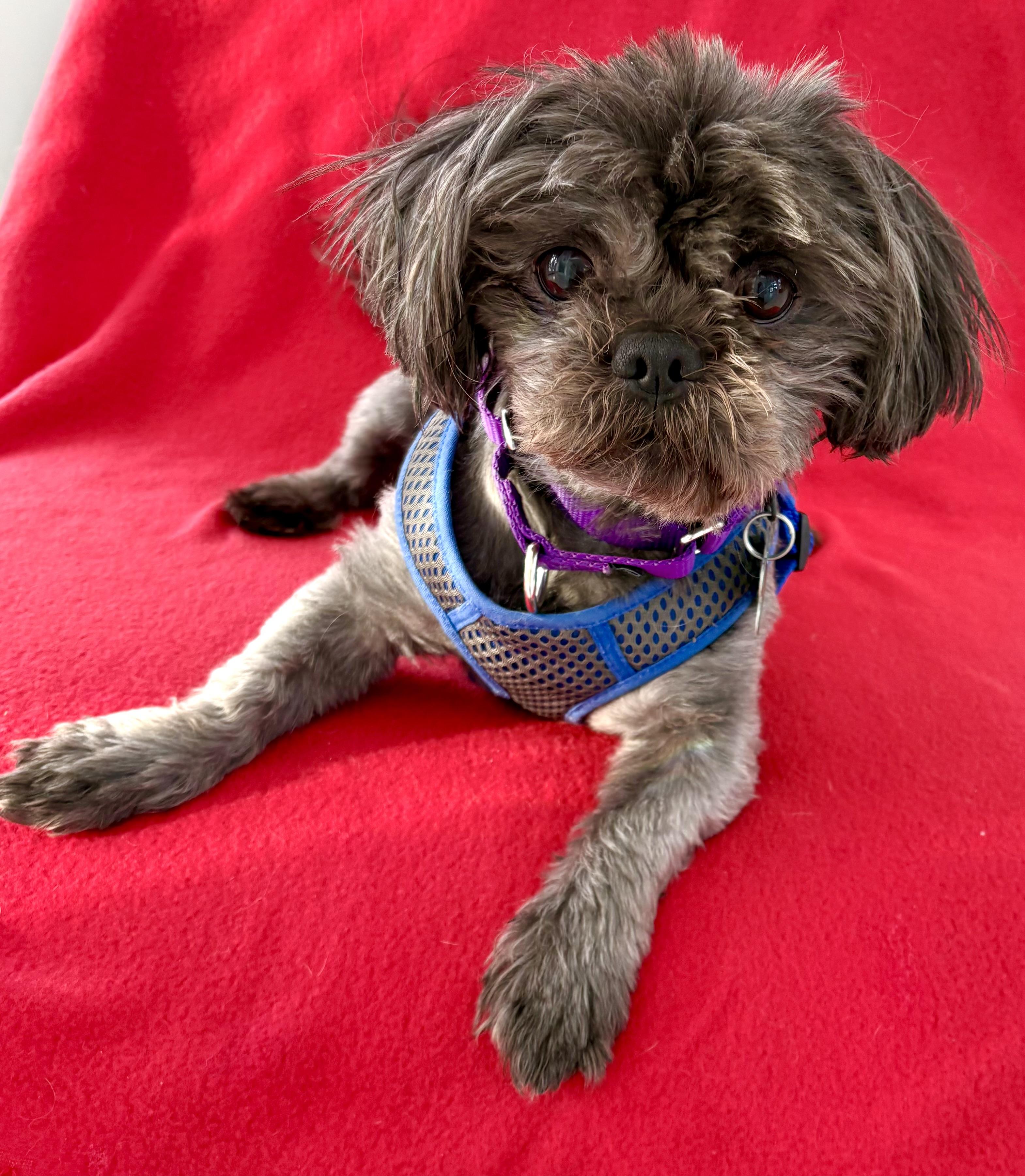 Sid - ADOPTED, ADOPTABLE, Young Male Shih Tzu.