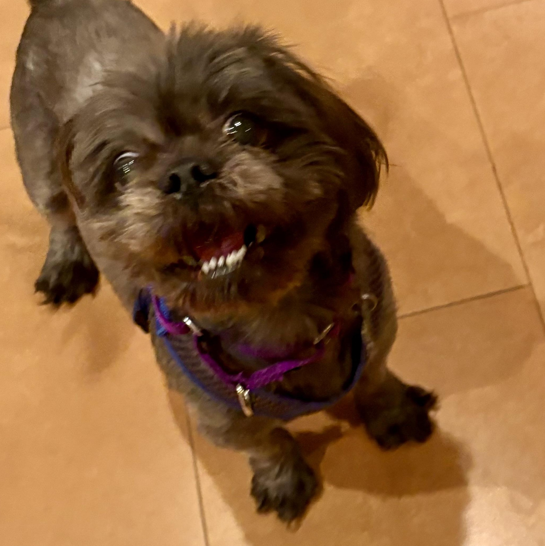 Enlarge Sid - ADOPTED, an adoption pending Shih Tzu in Warren, NJ image 2/6