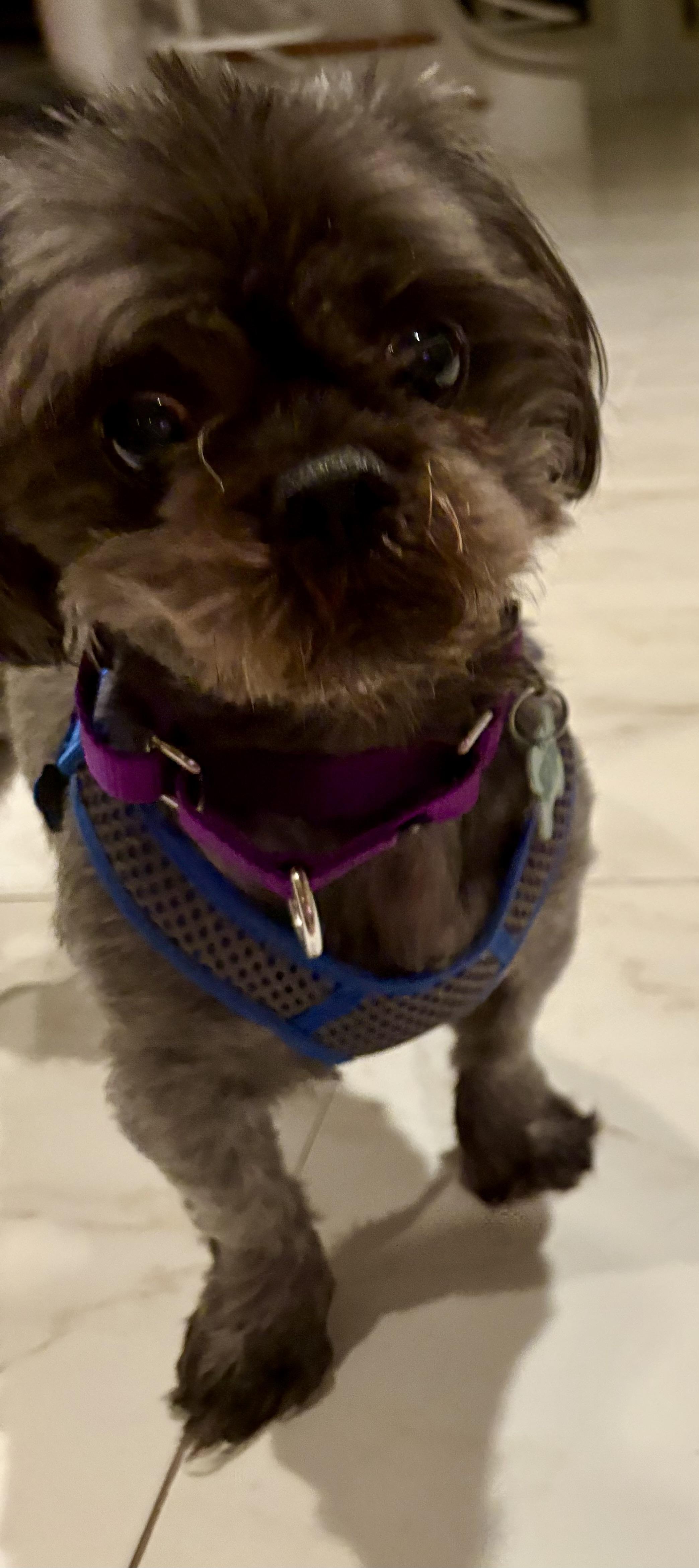 Enlarge Sid - ADOPTED, an adoption pending Shih Tzu in Warren, NJ image 5/6