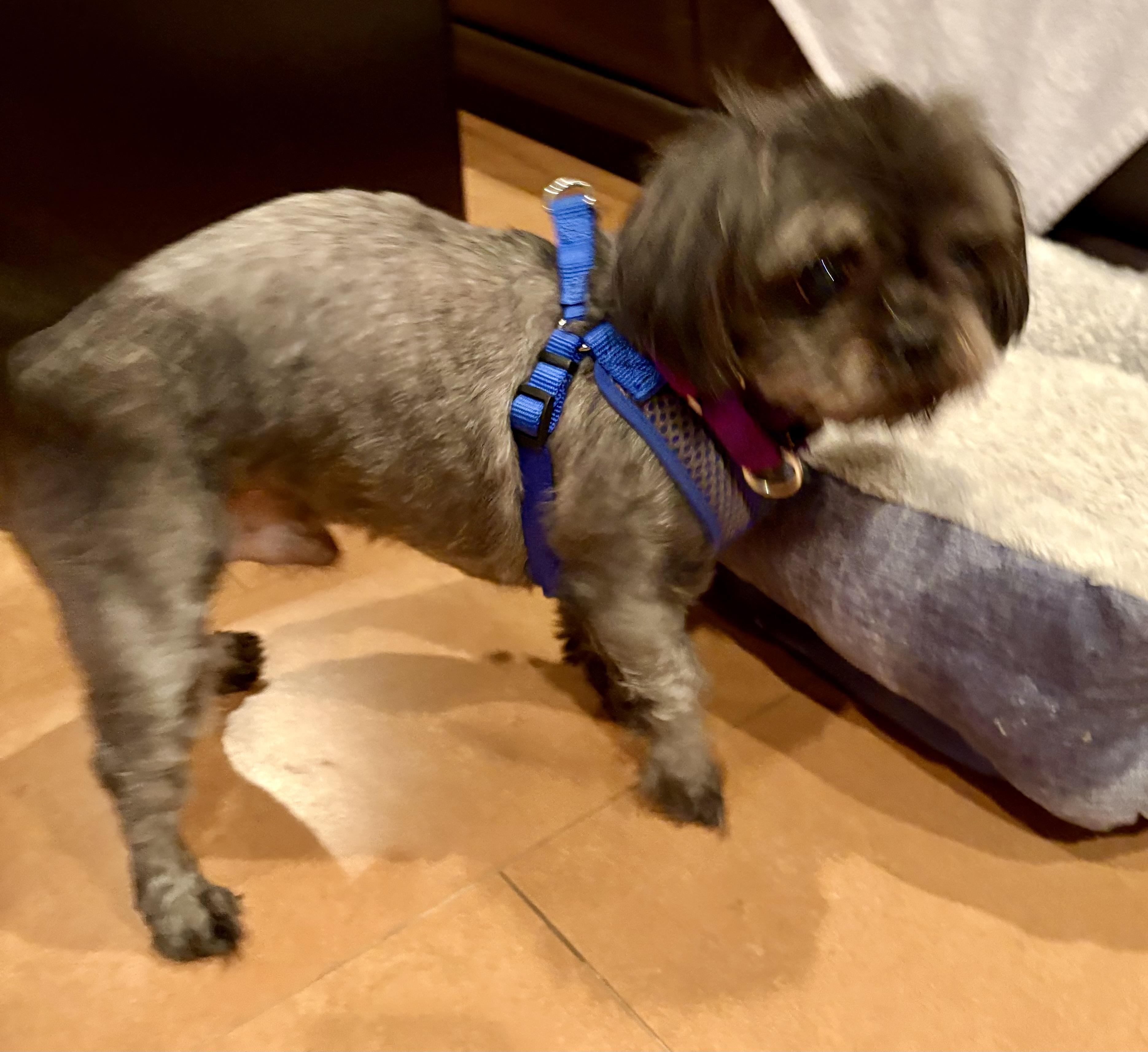 Enlarge Sid - ADOPTED, an adoption pending Shih Tzu in Warren, NJ image 4/6