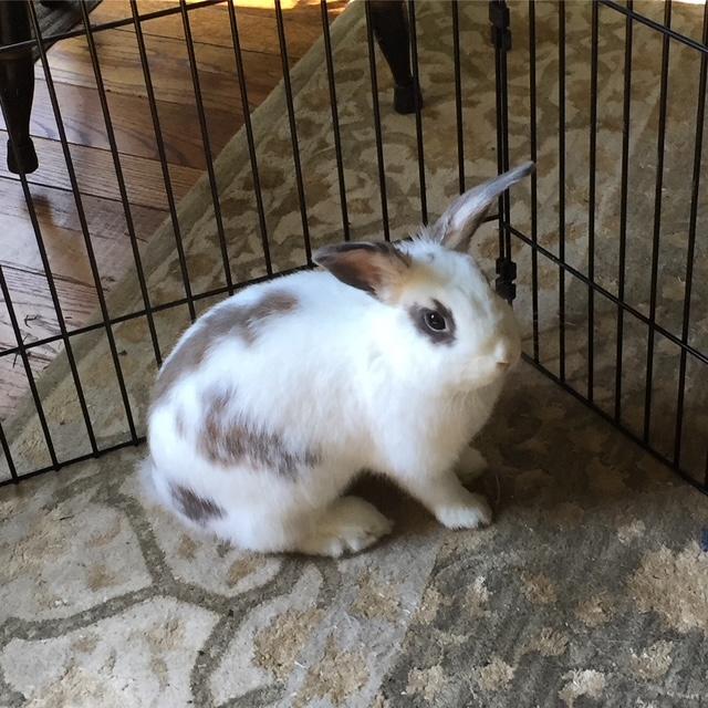 Deja*, a Adoptable mixed breed in Cockeysville, MD image 2/5