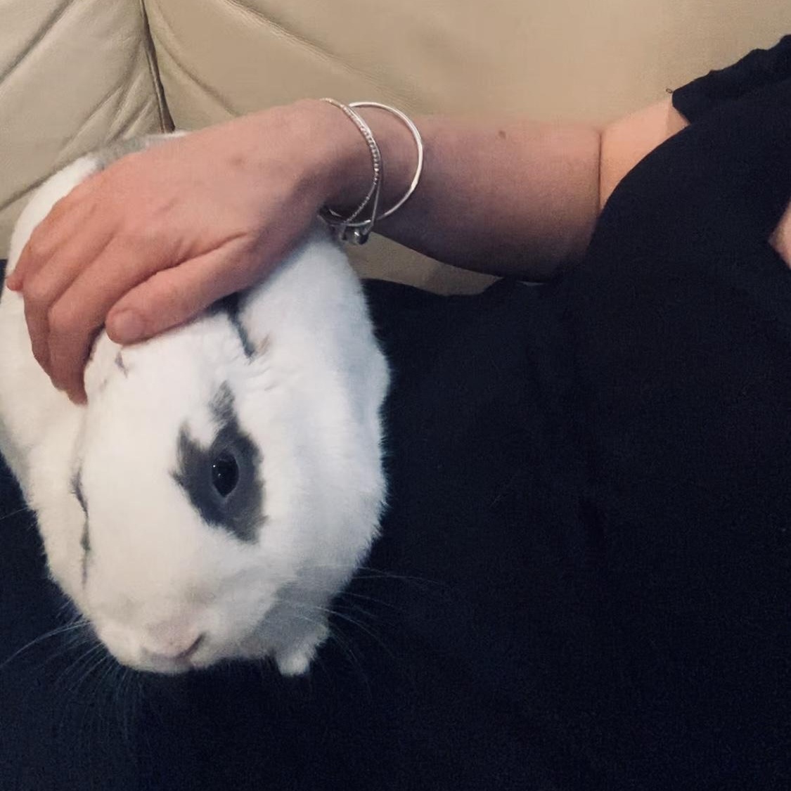 Deja*, a Adoptable mixed breed in Cockeysville, MD image 4/5