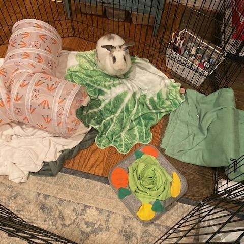 Deja*, a Adoptable mixed breed in Cockeysville, MD image 5/5