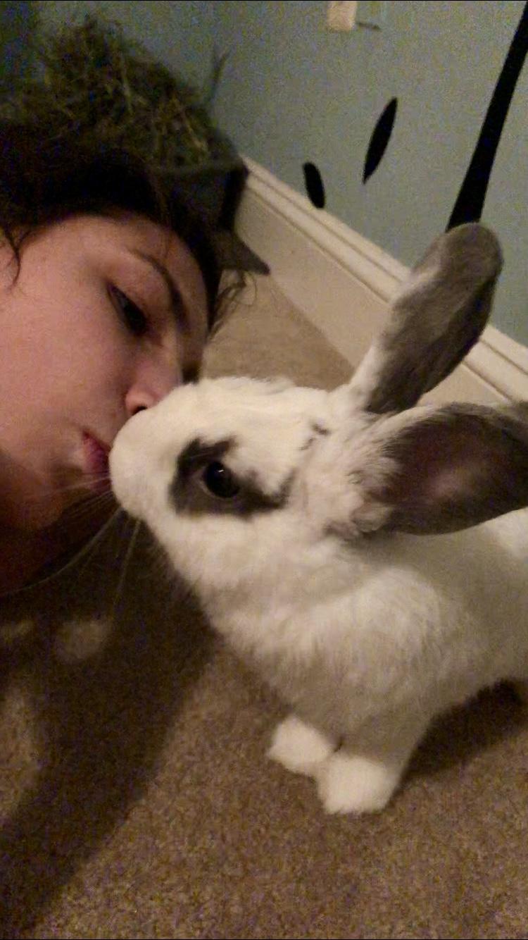 Deja*, a Adoptable mixed breed in Cockeysville, MD image 3/5