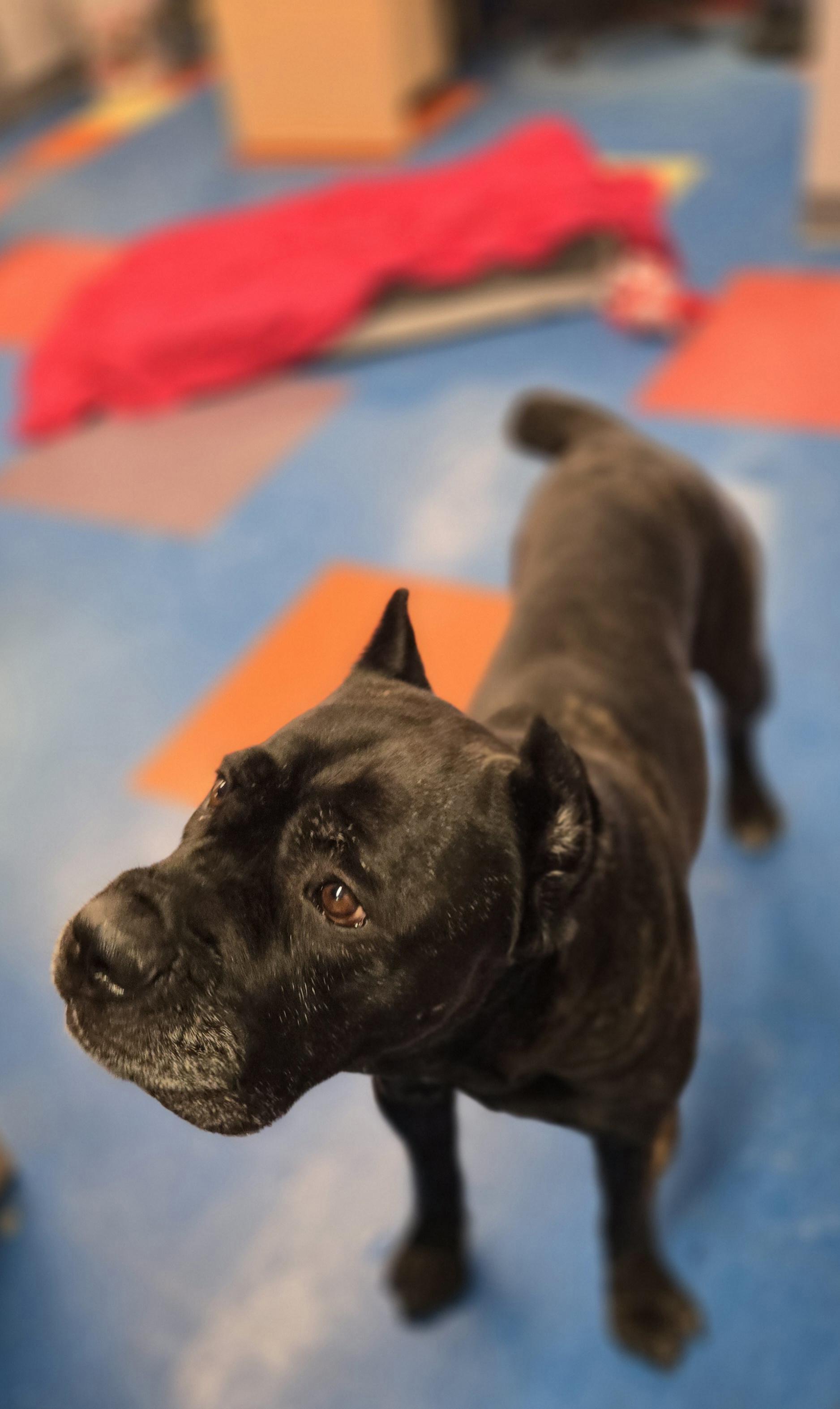 Enlarge Marjorie, a ADOPTABLE mixed breed in Bowmanville, ON image 6/6