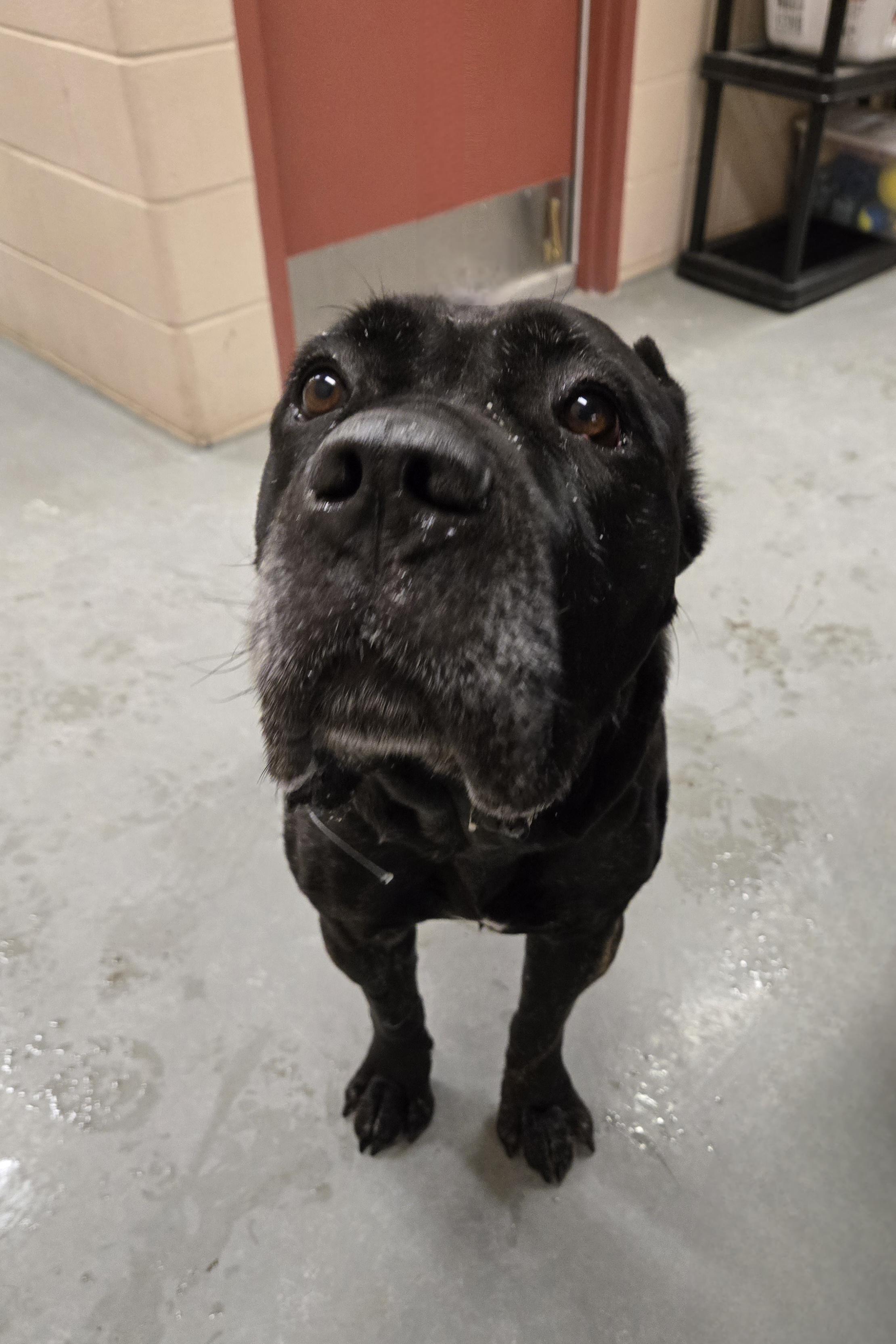 Enlarge Marjorie, a ADOPTABLE mixed breed in Bowmanville, ON image 5/6