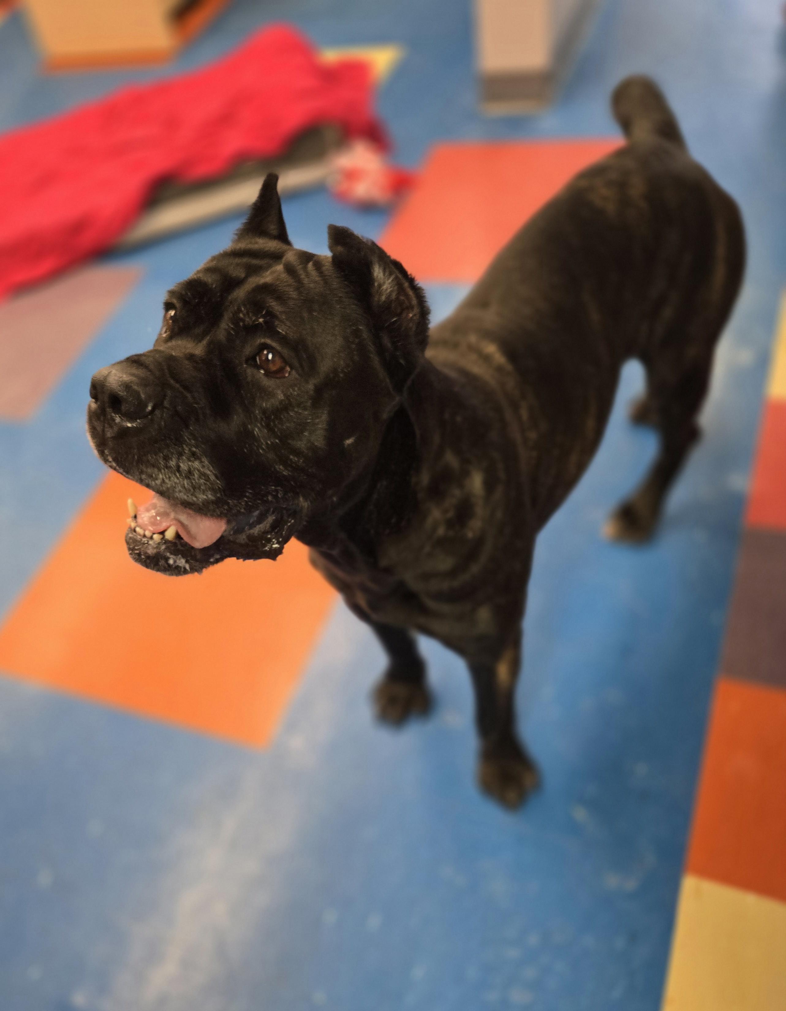 Marjorie, ADOPTABLE, Adult Female Cane Corso.