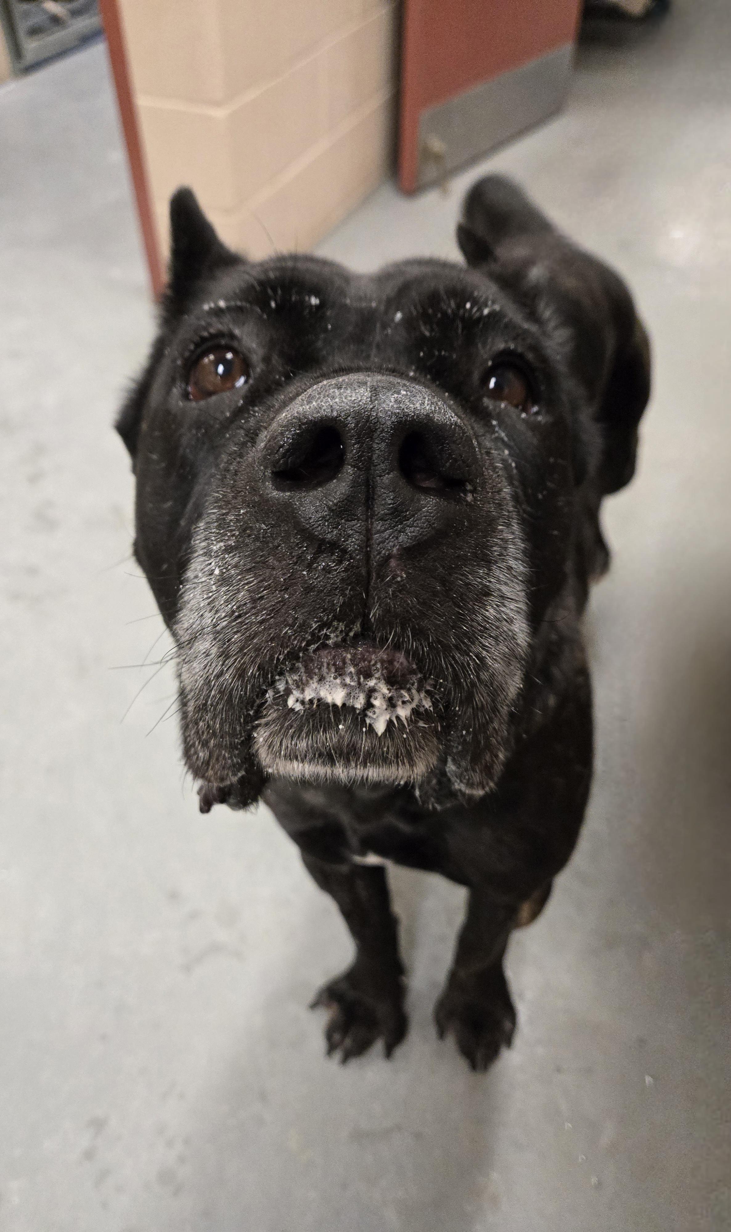 Enlarge Marjorie, a ADOPTABLE mixed breed in Bowmanville, ON image 4/6