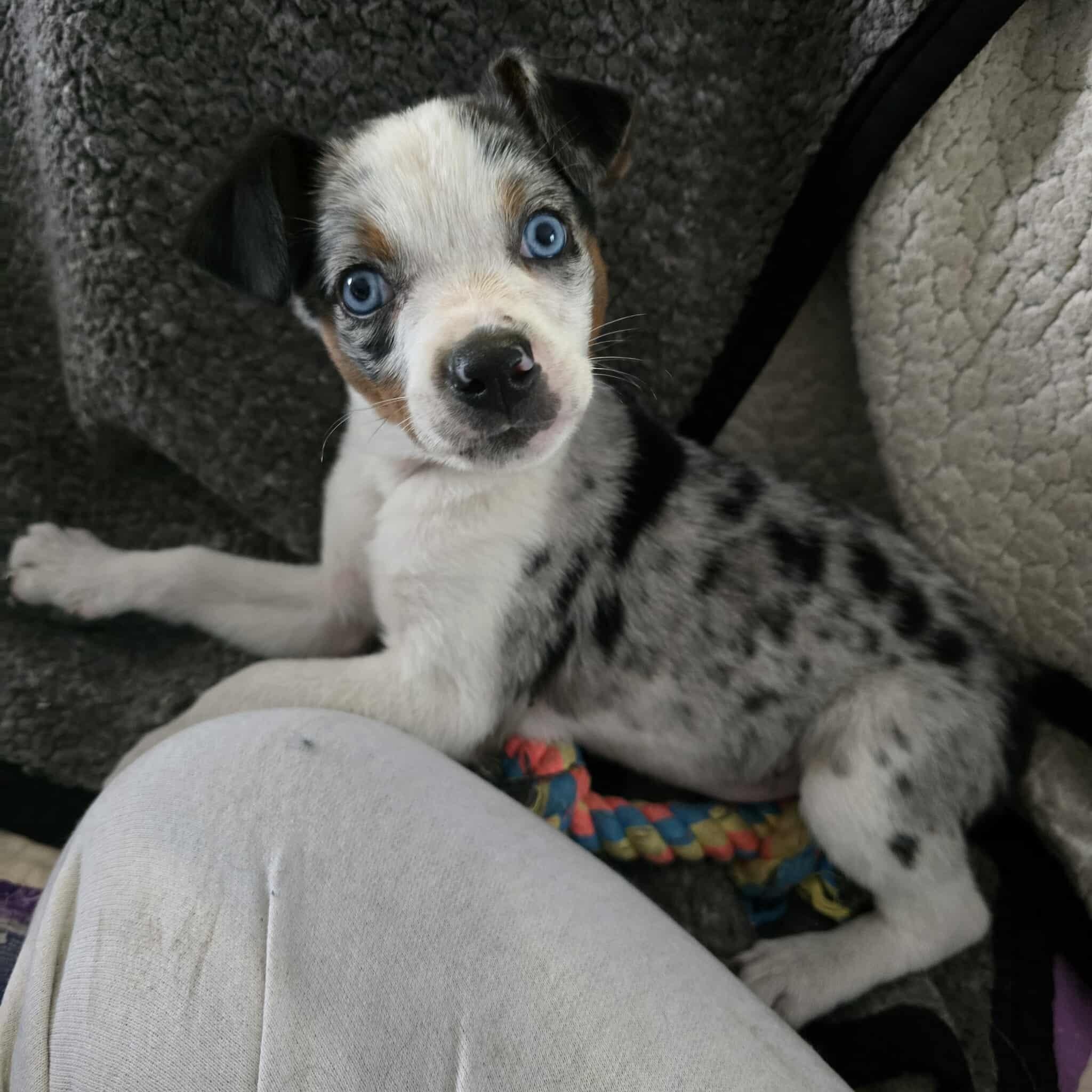 Dottie , ADOPTABLE, Puppy Female Australian Shepherd.